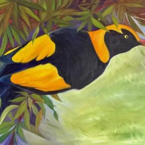 Regent Bowerbird